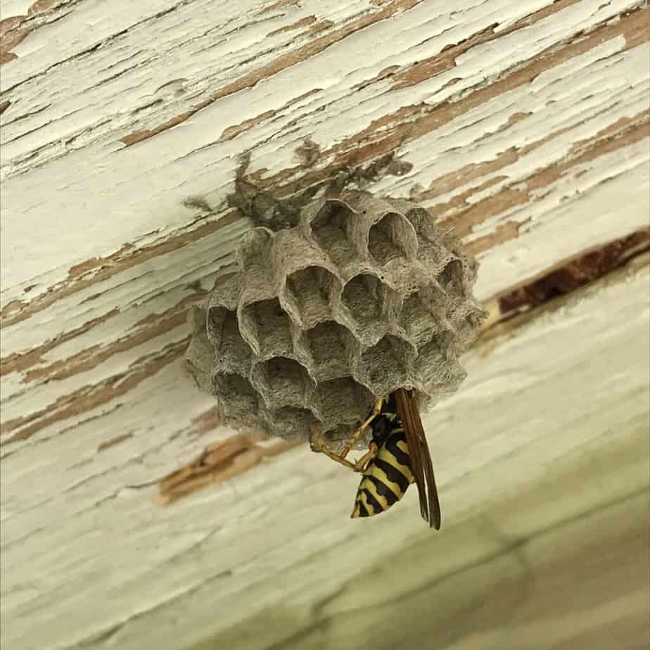 A queen paper wasp tending her nest with her head penetrating one of the cells.